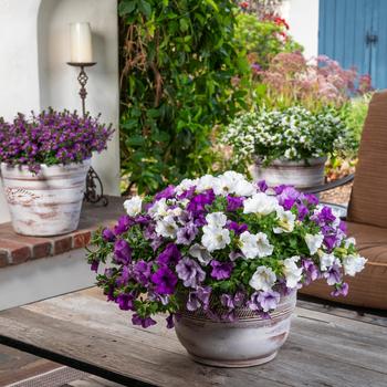 Petunia Surfinia® Trailing 'Plum Perfection Mix' (283749)