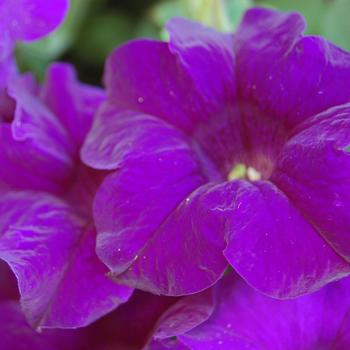 Petunia Surfinia® Trailing 'Purple Majesty' (283752)