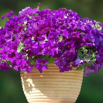 Petunia Surfinia® Trailing 'Purple Majesty' (283754)