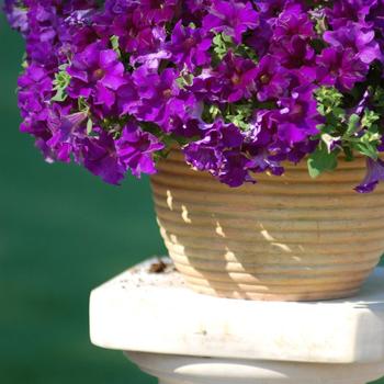 Petunia Surfinia® Trailing 'Purple Majesty' (283755)