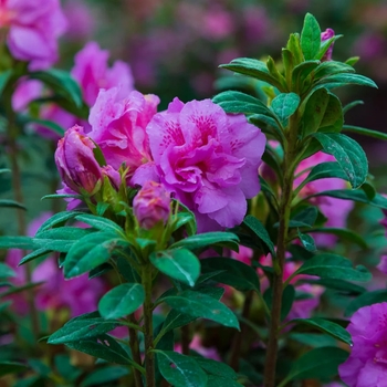 Rhododendron 'Carrie Amanda' 