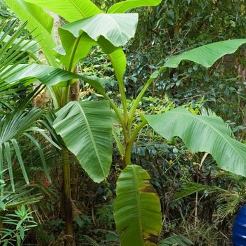 Musa 'Multiple Varieties' 