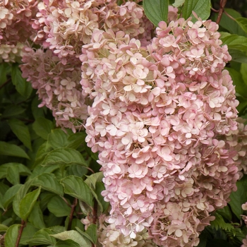 Hydrangea paniculata 'Phantom' 