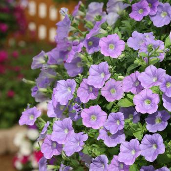 Petunia Surfinia® Trailing '' (283975)