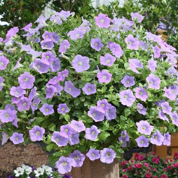 Petunia Surfinia® Trailing '' (283976)