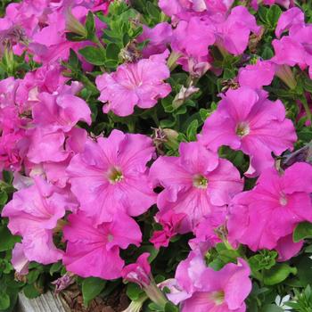 Petunia Surfinia® XXL '' (283981)