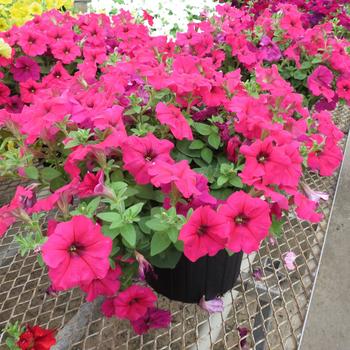 Petunia Surfinia® XXL '' (283984)