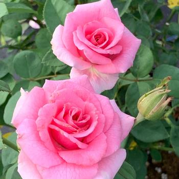 Rosa 'Pink Princess' PPAF