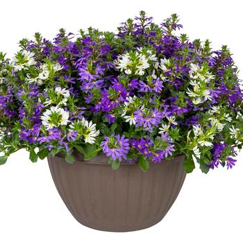 Scaevola Surdiva® 'Bluesy Diva' (284038)