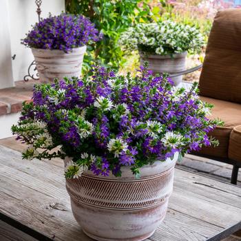 Scaevola 'Bluesy Diva' 