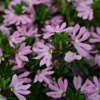 Scaevola Surdiva® '' (284042)