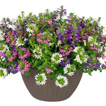 Scaevola Surdiva® 'Disco Diva' (284044)