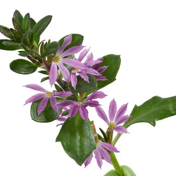 Scaevola Surdiva® '' (284047)