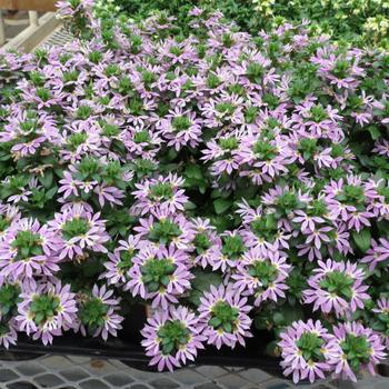 Scaevola Surdiva® '' (284048)