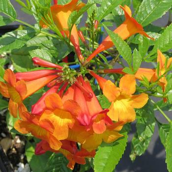 Tecoma Sun Trumpets® '' (284057)