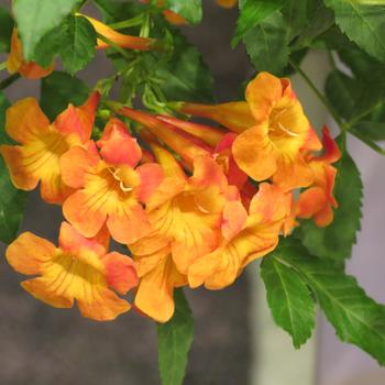 Tecoma Sun Trumpets® '' (284058)