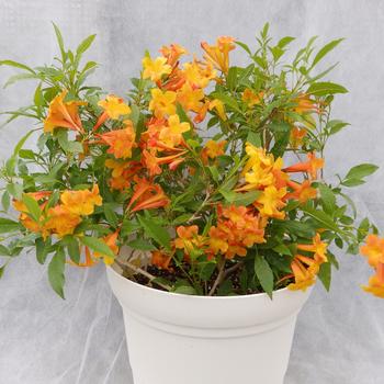 Tecoma Sun Trumpets® '' (284060)