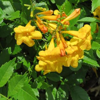 Tecoma Sun Trumpets® '' (284062)