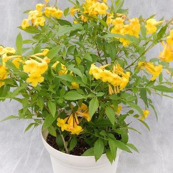 Tecoma Sun Trumpets® '' (284064)