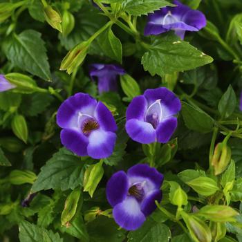 Torenia 