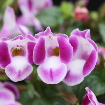 Torenia Summer Wave® Bouquet '' (284068)