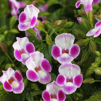 Torenia Summer Wave® Bouquet '' (284069)