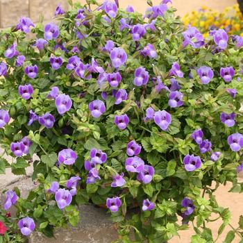 Torenia Summer Wave® Trailing '' (284074)