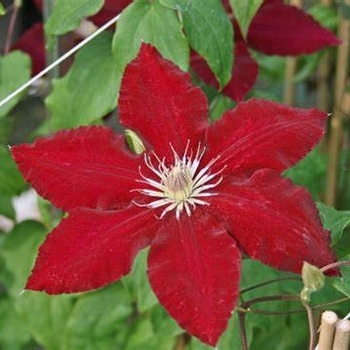 Clematis 'Evipo016' 