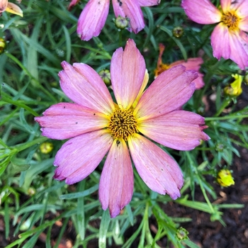 Coreopsis 'Quartz' 