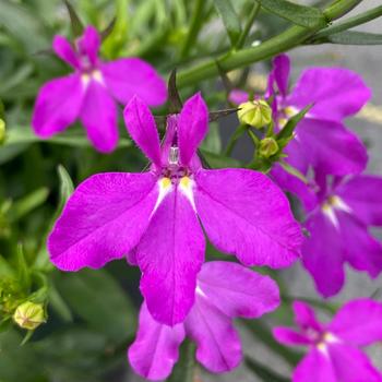 Lobelia erinus