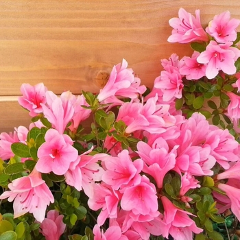 Rhododendron Southern Indica Hybrid 'Pink Formosa' 