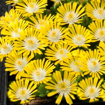 Delosperma 'Banana Blast' 