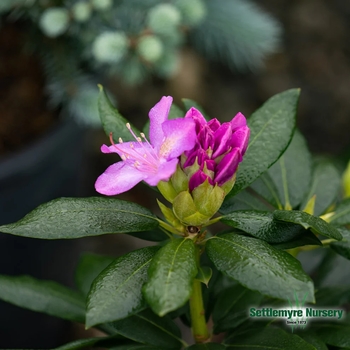 Rhododendron 'English Roseum' 