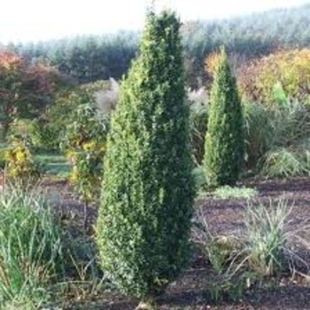 Buxus sempervirens 'Green Pillar' 