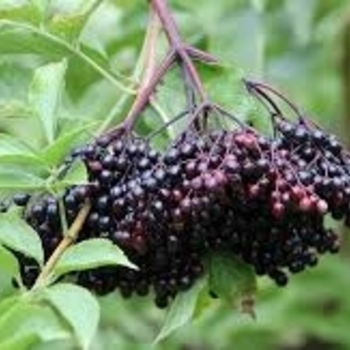 Sambucus canadensis 'Nova' 