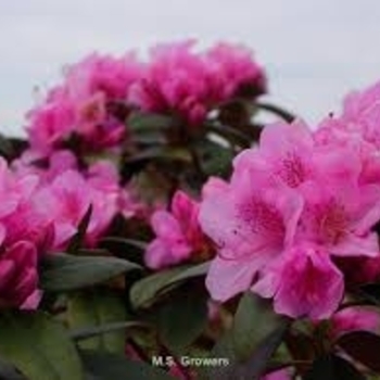 Rhododendron 'Weston's Aglo' 