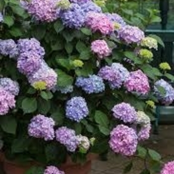 Hydrangea macrophylla 'All Summer Beauty' 