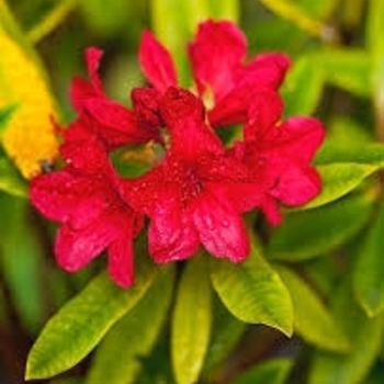 Rhododendron 'Vulcan' 