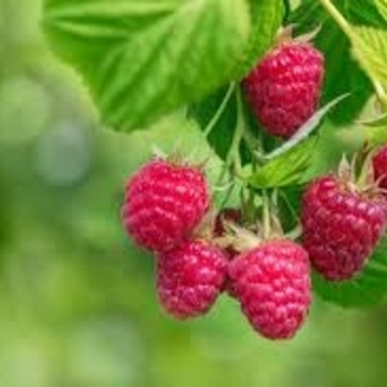 Rubus idaeus 'Coho' 