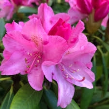 Rhododendron 'Kalinka' 