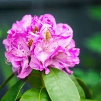 Rhododendron 'Minnetonka' 