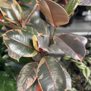 Ficus elastica 'Ruby' 