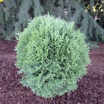 Thuja occidentalis 'Tom Thumb' 