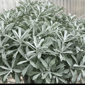 Artemisia 'Garden Ghost™' 