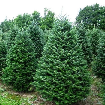 Abies balsamea