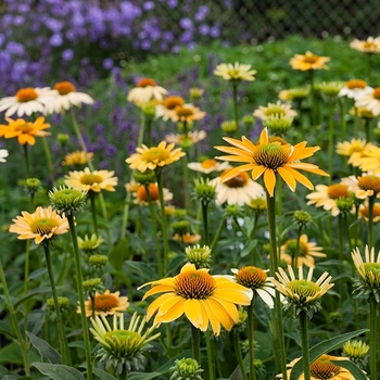 Echinacea purpurea 'Mellow Yellow' 