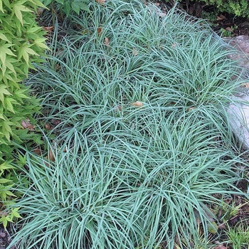 Carex glauca 'Blue Zinger' 