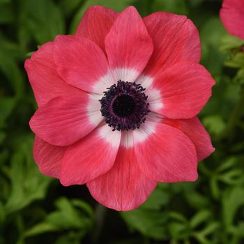 Anemone coronaria 'Pink' 