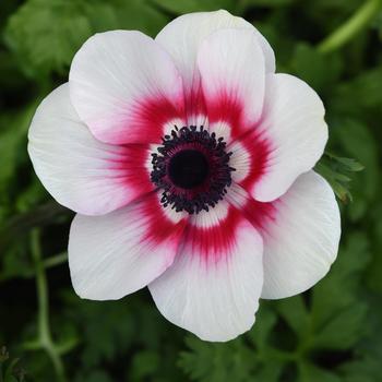 Anemone coronaria 'Red Bicolor' 