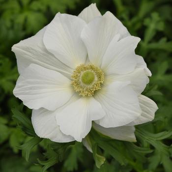 Anemone coronaria 'White' 